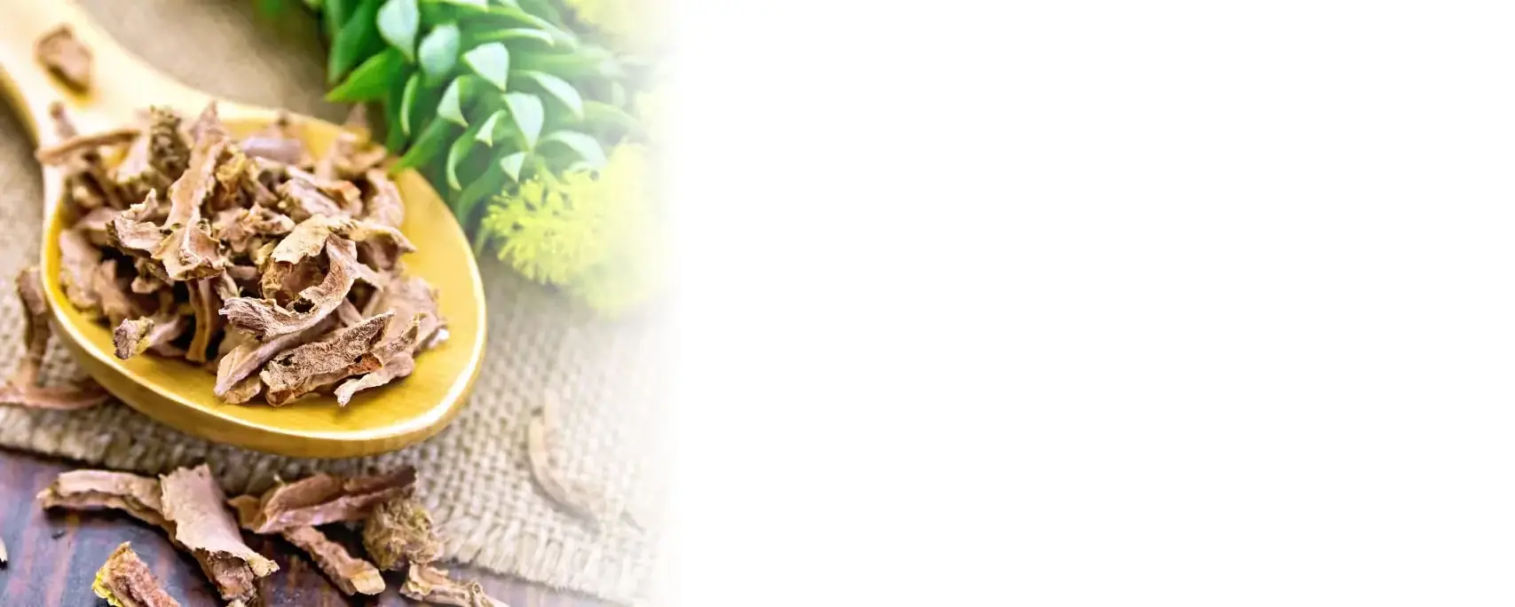 Ginkgo Biloba